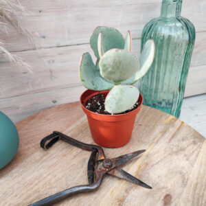 Crassula arborescens