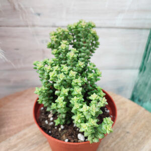Crassula &lsquo;Tom thumb&rsquo;