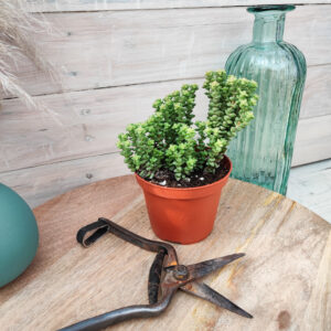 Crassula &lsquo;Tom thumb&rsquo;