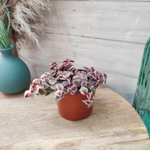 Crassula pellucida ssp marginalis