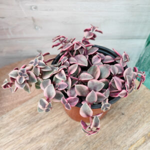 Crassula pellucida ssp marginalis