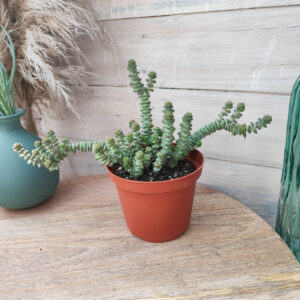 Crassula marnieriana