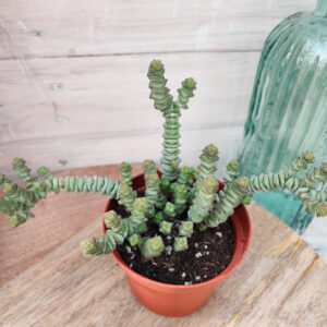 Crassula marnieriana
