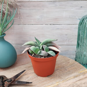 Gasteria glomerata