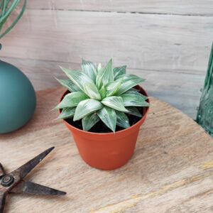 Haworthia retusa cv &lsquo;Grey Ghost&rsquo;