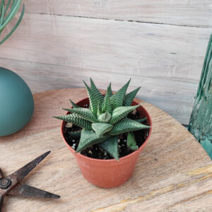 Haworthia limifolia