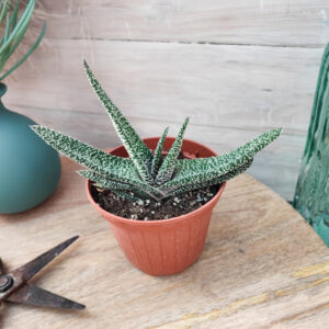 Gasteria carinata var verrucosa