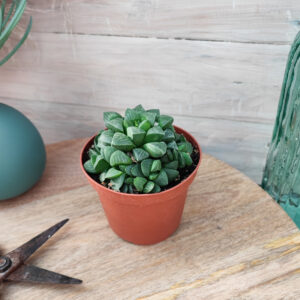 Haworthia mutica