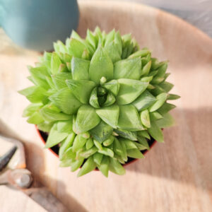 Haworthia cymbiformis
