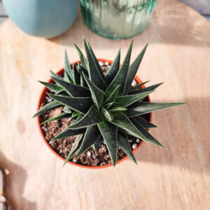 Haworthia herbacea