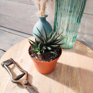 Haworthia herbacea
