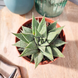 Haworthia &lsquo;Spider White&rsquo;