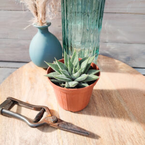 Haworthia &lsquo;Spider White&rsquo;