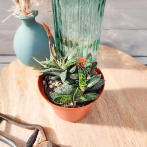 Gasteria liliputana