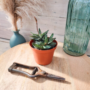Gasteria liliputana