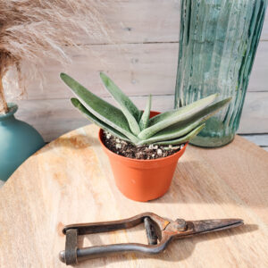 Gasteria carinata var. schweickerdtiana