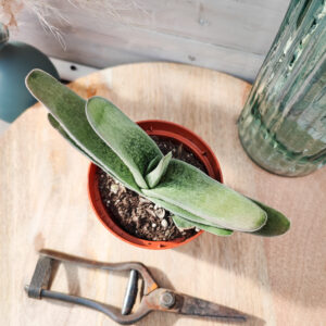 Gasteria carinata var. schweickerdtiana