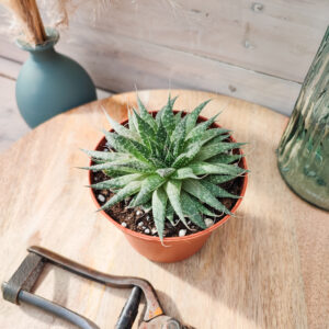 Aloe aristata