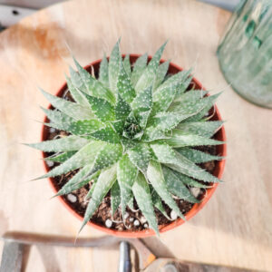 Aloe aristata