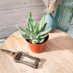 Aloe brevifolia