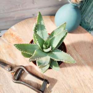 Aloe brevifolia