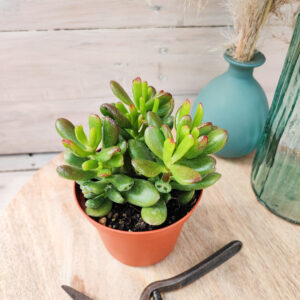 Crassula ovata ‘Gollum’