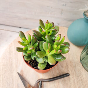Crassula ovata ‘Gollum’
