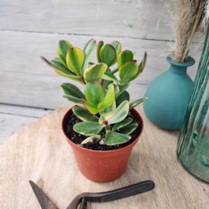 Crassula ovata ‘Lemon & Lime’