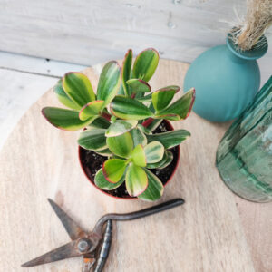 Crassula ovata ‘Lemon & Lime’
