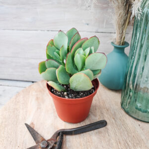 Crassula &lsquo;Blue Bird&rsquo;