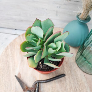 Crassula &lsquo;Blue Bird&rsquo;