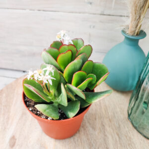 Crassula &lsquo;Green Bird&rsquo;