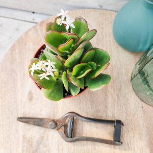 Crassula &lsquo;Green Bird&rsquo;