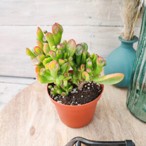 Crassula &lsquo;Hobbit&rsquo;