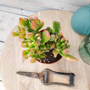Crassula &lsquo;Hobbit&rsquo;