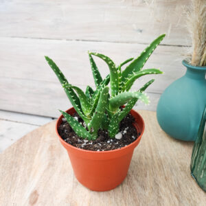 Aloe concinna