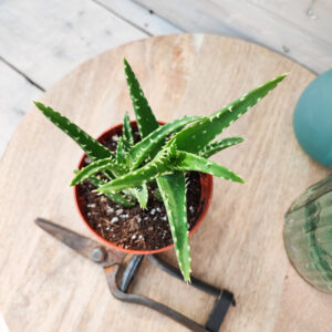 Aloe concinna