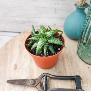 Aloe jucunda