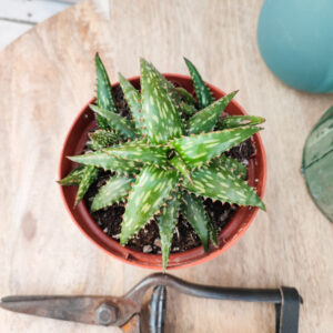 Aloe jucunda