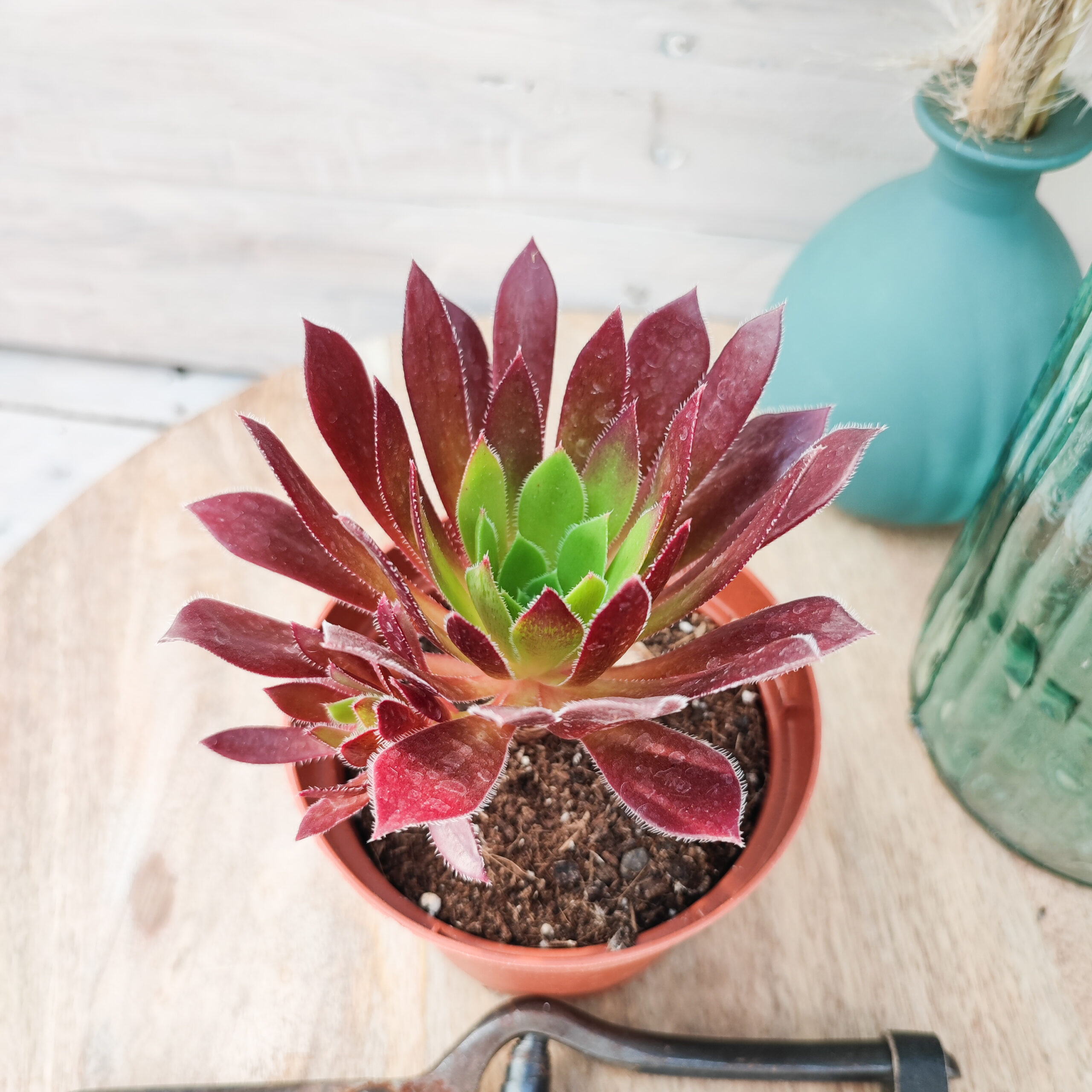 Aeonium 'Firecracker' – Image 3