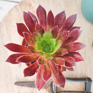 Aeonium &lsquo;Firecracker&rsquo;