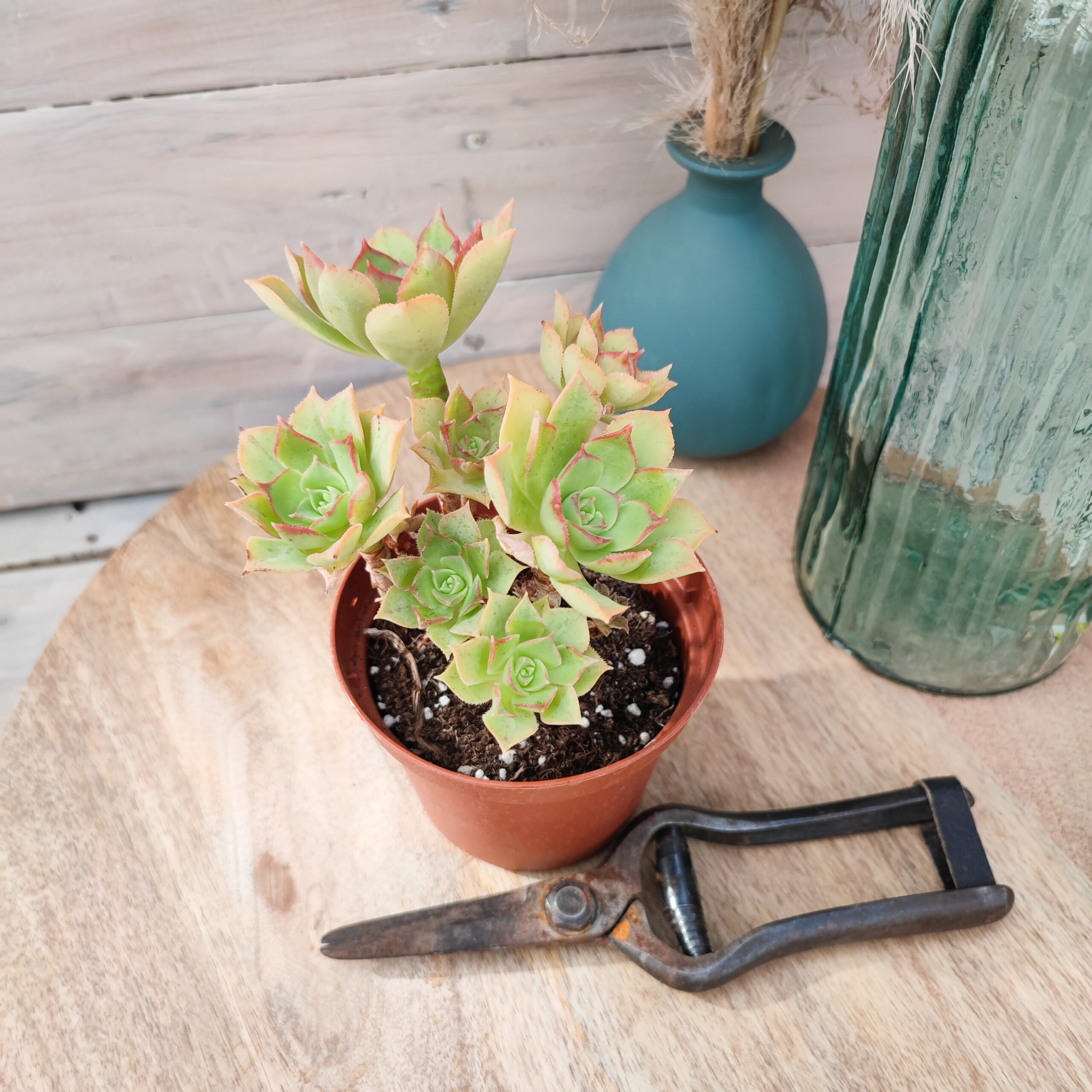 Aeonium lancerottense – Image 3