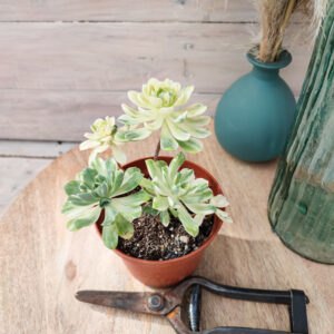Aeonium ‘Suncup’