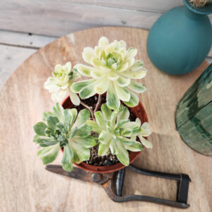 Aeonium ‘Suncup’