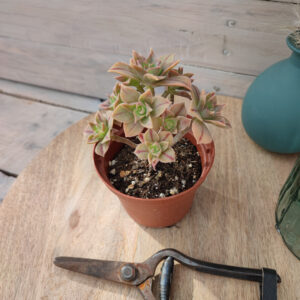 Aeonium leucoblepharum