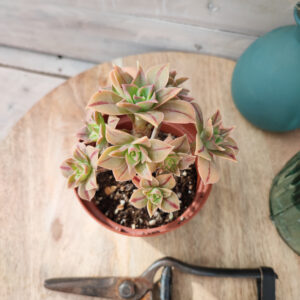 Aeonium leucoblepharum