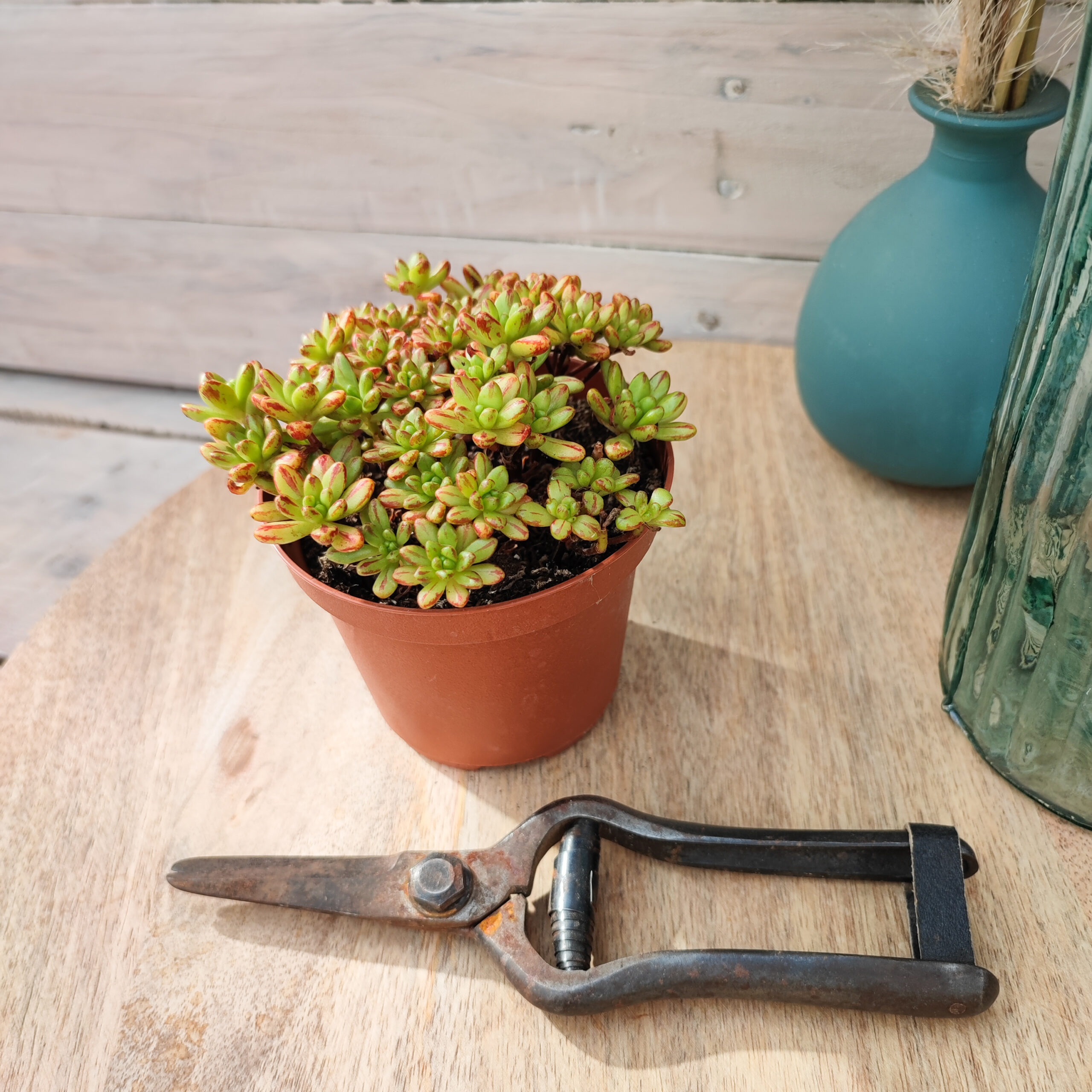 Aeonium sedifolium – Image 2