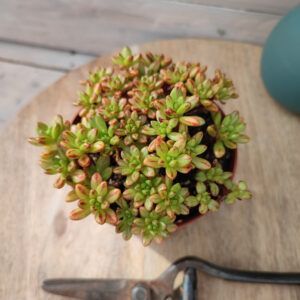 Aeonium sedifolium