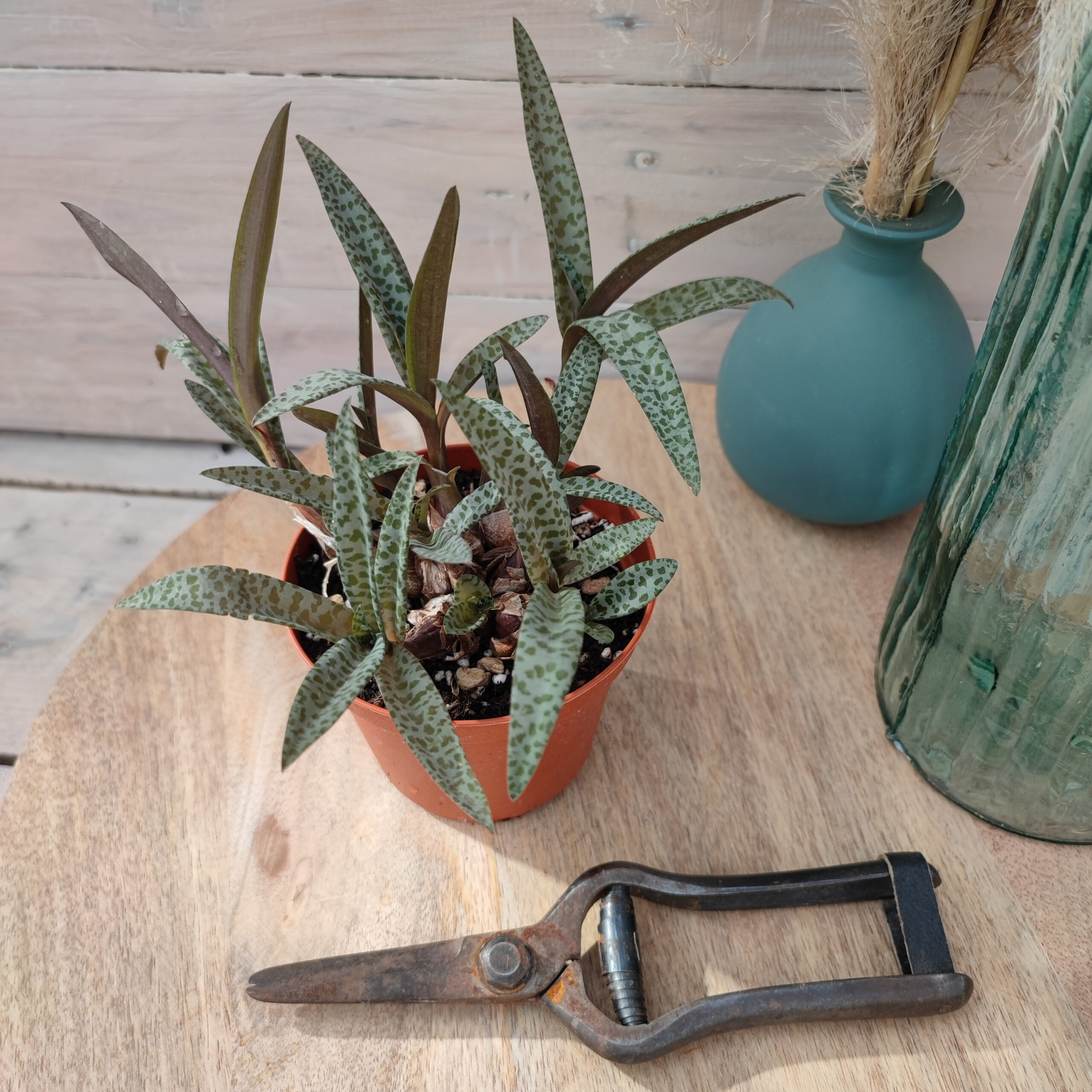 Ledebouria socialis – Image 3