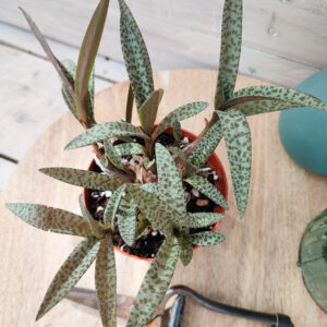 Ledebouria socialis